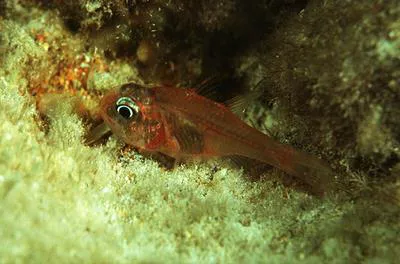 Hawaiian ruby cardinalfish (Apogon erythrinus)