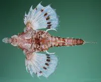 Hawaiian sea-moth fish (Eurypegasus papilio)