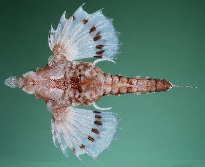 Hawaiian sea-moth fish (Eurypegasus papilio)