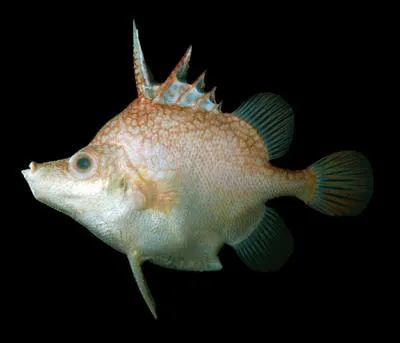 Hawaiian spikefish (Hollardia goslinei)