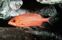 Hawaiian squirrelfish (Sargocentron xantherythrum)