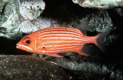 Hawaiian squirrelfish (Sargocentron xantherythrum)