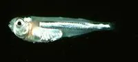 Hawaiian surf sardine (Iso hawaiiensis)