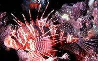 Hawaiian turkeyfish (Pterois sphex)