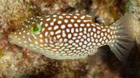 Hawaiian whitespotted toby (Canthigaster jactator)