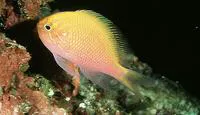 Hawkfish anthias (Serranocirrhitus latus)