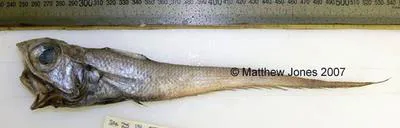 Hawknose grenadier (Coelorinchus oliverianus)