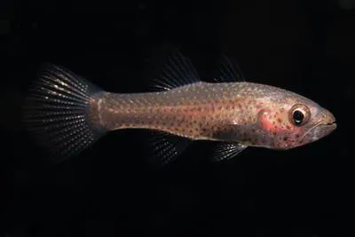 Hayashi's cardinalfish (Pseudamia hayashii)