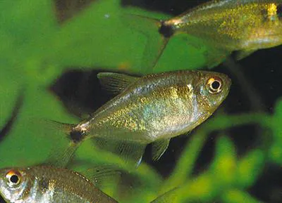 Head-and-taillight tetra (Hemigrammus ocellifer)