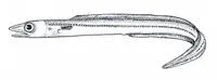 Headband conger (Diploconger polystigmatus)