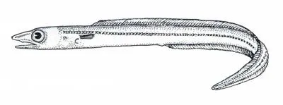 Headband conger (Diploconger polystigmatus)