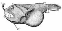 Headlight angler (Linophryne indica)