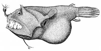 Headlight angler (Linophryne indica)