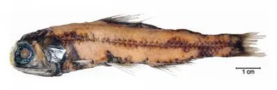 Headlight fish (Diaphus effulgens)