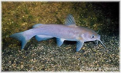 Headwater catfish (Ictalurus lupus)