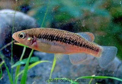 Headwater killifish (Profundulus candalarius)