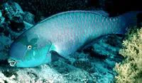 Heavybeak parrotfish (Chlorurus gibbus)