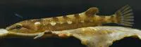 Hector's clingfish (Gastroscyphus hectoris)