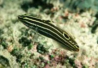 Hector's goby (Koumansetta hectori)