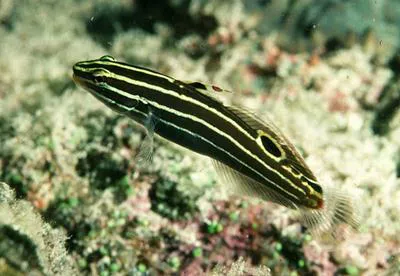 Hector's goby (Koumansetta hectori)