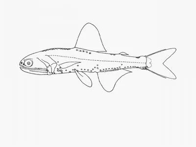 Hector's lanternfish (Lampanyctodes hectoris)