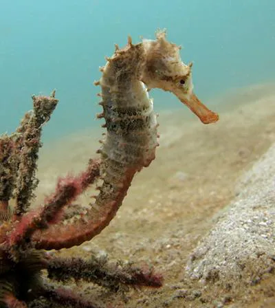 Hedgehog seahorse (Hippocampus spinosissimus)