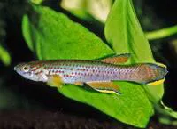 Heinemann's killi (Aphyosemion heinemanni)
