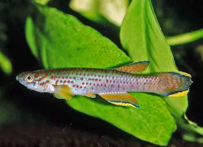 Heinemann's killi (Aphyosemion heinemanni)