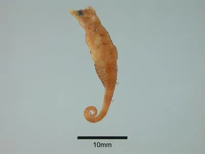 Helen's pygmy pipehorse (Idiotropiscis larsonae)
