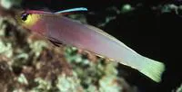 Helfrichs' dartfish (Nemateleotris helfrichi)