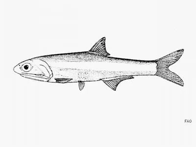 Heller's anchovy (Anchoa helleri)