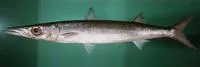 Heller's barracuda (Sphyraena helleri)