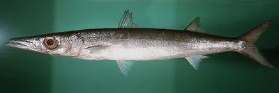 Heller's barracuda (Sphyraena helleri)