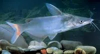 Helmet Catfish (Cranoglanis bouderius)