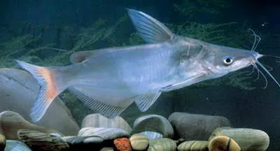 Helmet Catfish (Cranoglanis bouderius)