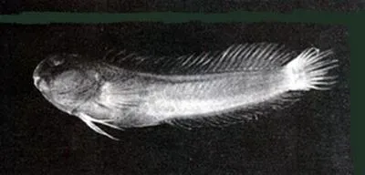 Hepburn's blenny (Parenchelyurus hepburni)