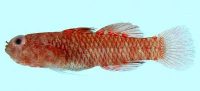 Herre's pygmy goby (Eviota herrei)