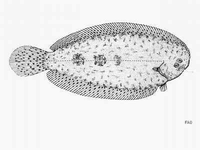 Herre's sole (Aseraggodes herrei)