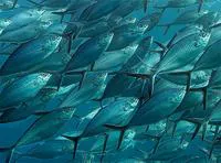 Herring scad (Alepes vari)