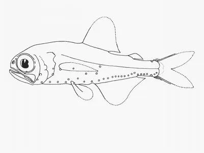 Herwig lanternfish (Metelectrona herwigi)