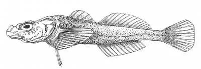 Herzenstein's rough sculpin (Asprocottus herzensteini)
