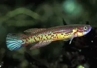 Herzog's killi (Aphyosemion herzogi)