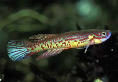 Herzog's killi (Aphyosemion herzogi)