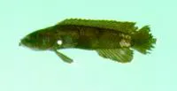 Hiatt's basslet (Acanthoplesiops hiatti)