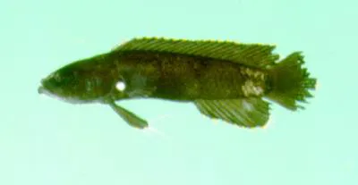 Hiatt's basslet (Acanthoplesiops hiatti)