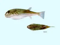 Hick's toadfish (Torquigener hicksi)