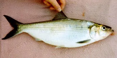 Hickory shad (Alosa mediocris)
