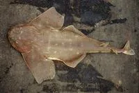 Hidden angel shark (Squatina occulta)