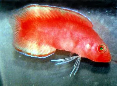 Hidden basslet (Pseudoplesiops typus)