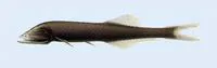 Hidden bristlemouth (Cyclothone obscura)